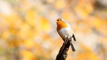 à l'écoute des chants d'oiseaux